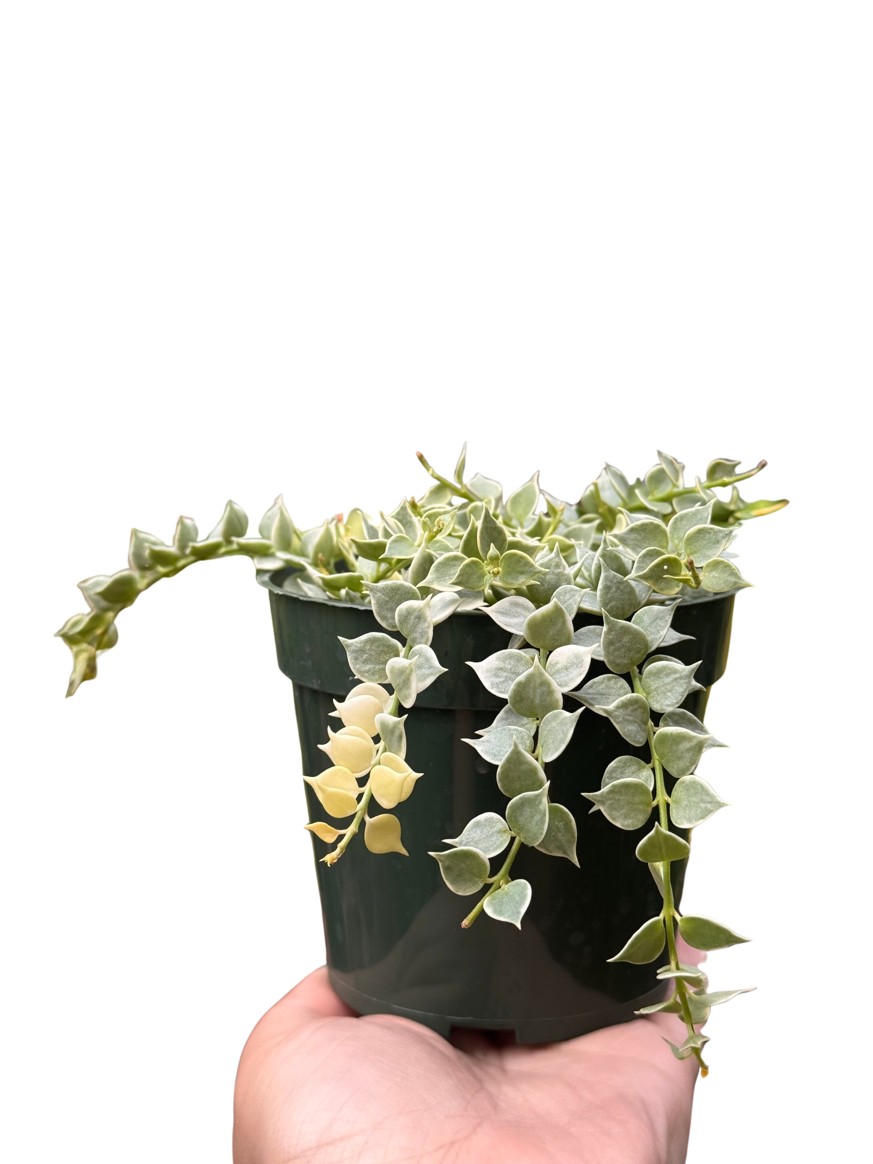 Dischidia 'Million Hearts' Variegated