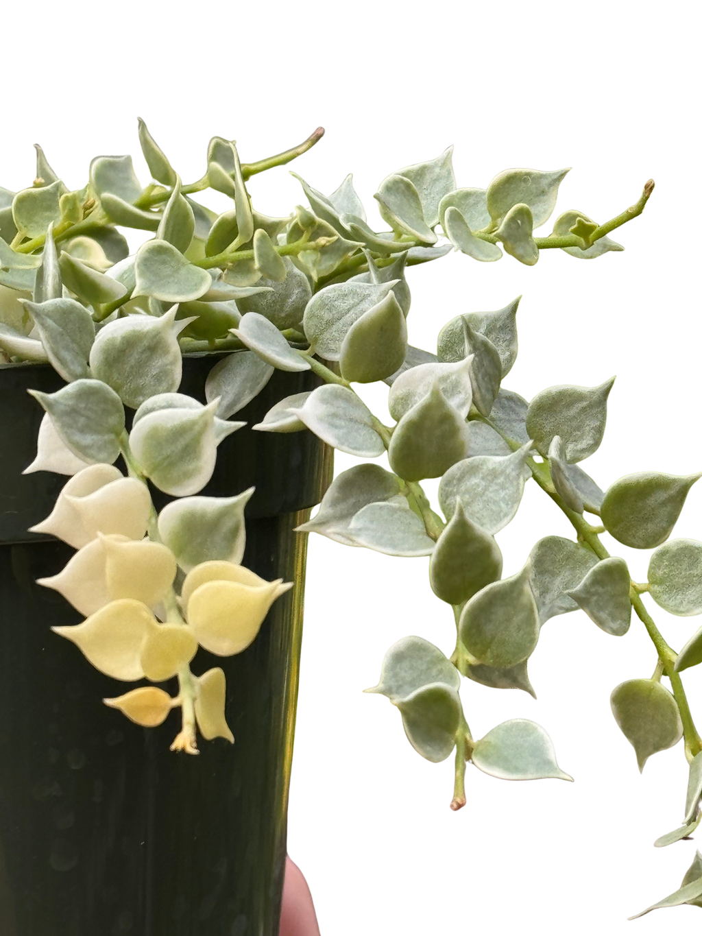Dischidia 'Million Hearts' Variegated