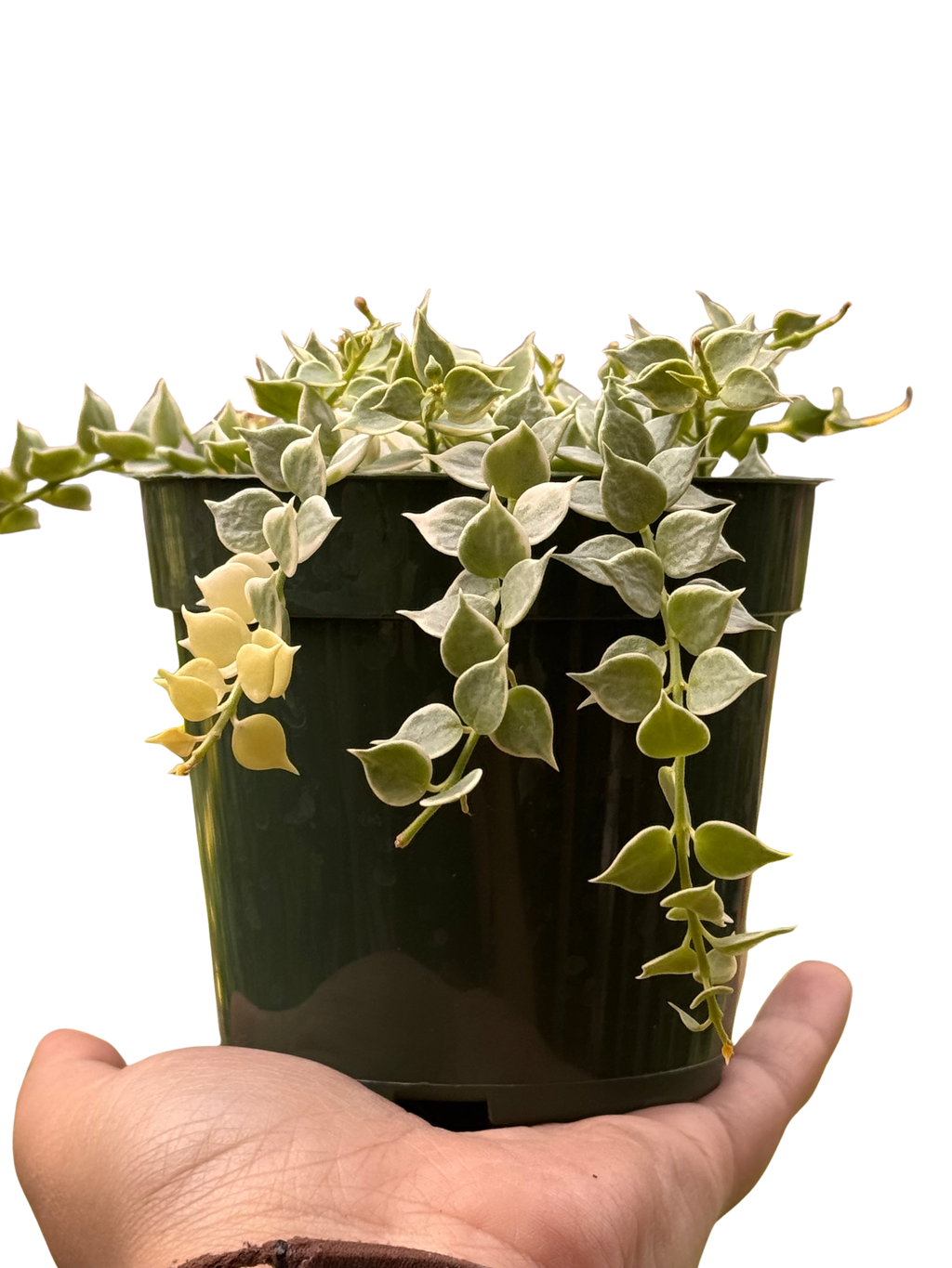 Dischidia 'Million Hearts' Variegated