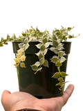 Dischidia 'Million Hearts' Variegated