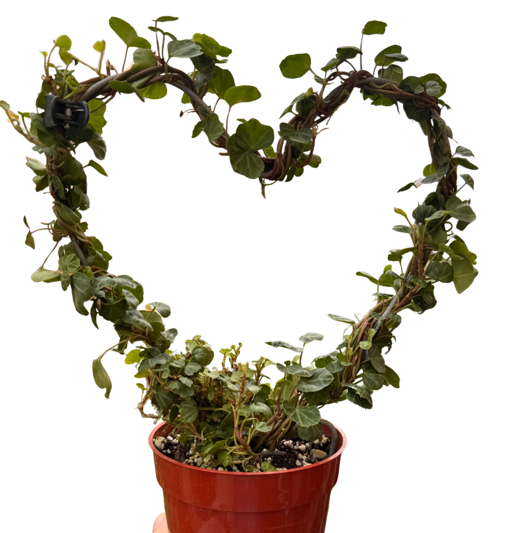 Ivy Topiary Heart