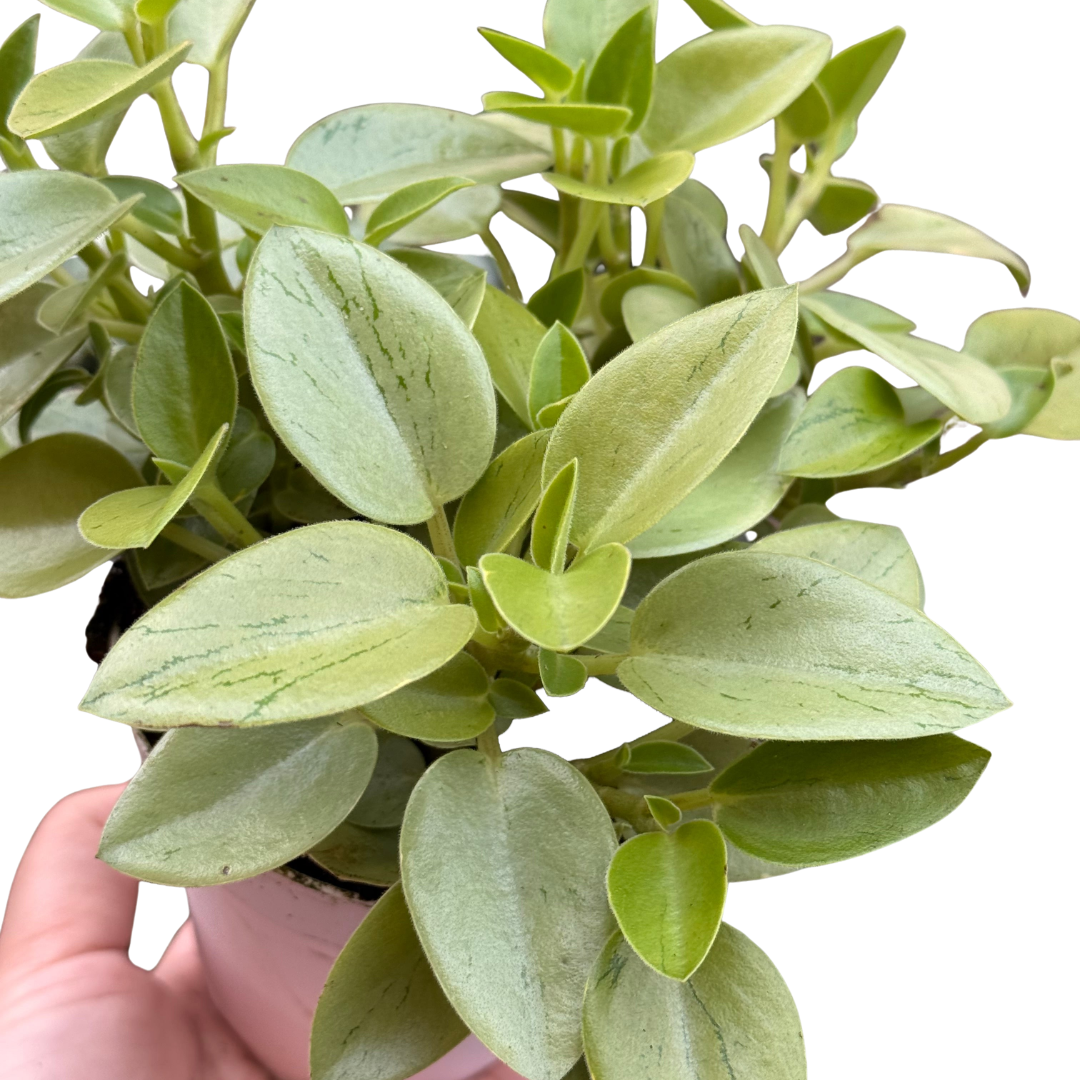 Peperomia 'Pixie Lime’