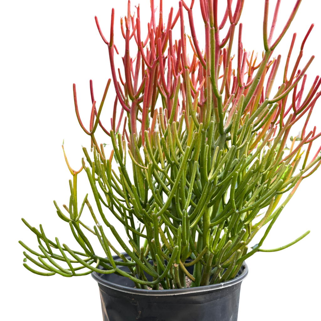 Succulent Euphorbia 'Fire Sticks'