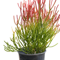 Succulent Euphorbia 'Fire Sticks'