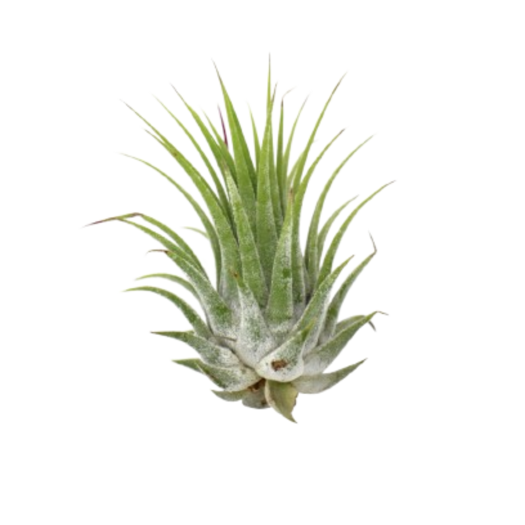 Tillandsia Air Plant Ionantha - 25 Pack