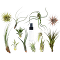Tillandsia Air Plant Variety Pack w/ Spray Bottle