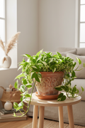 Pothos 'N'joy' - 6" Pot - NURSERY POT ONLY
