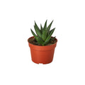 Fairy Washboard Haworthia