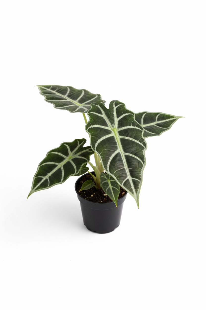 Alocasia Polly 'African Mask'