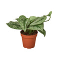 Scindapsus pictus 'Exotica' - 4" Pot - NURSERY POT ONLY