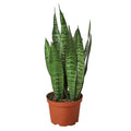 Snake Plant 'Zeylanica' - 6" Pot - NURSERY POT ONLY