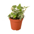 English Ivy 'Glacier' - 4" Pot - NURSERY POT ONLY