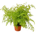 Maidenhair Fern - 6" Pot - NURSERY POT ONLY