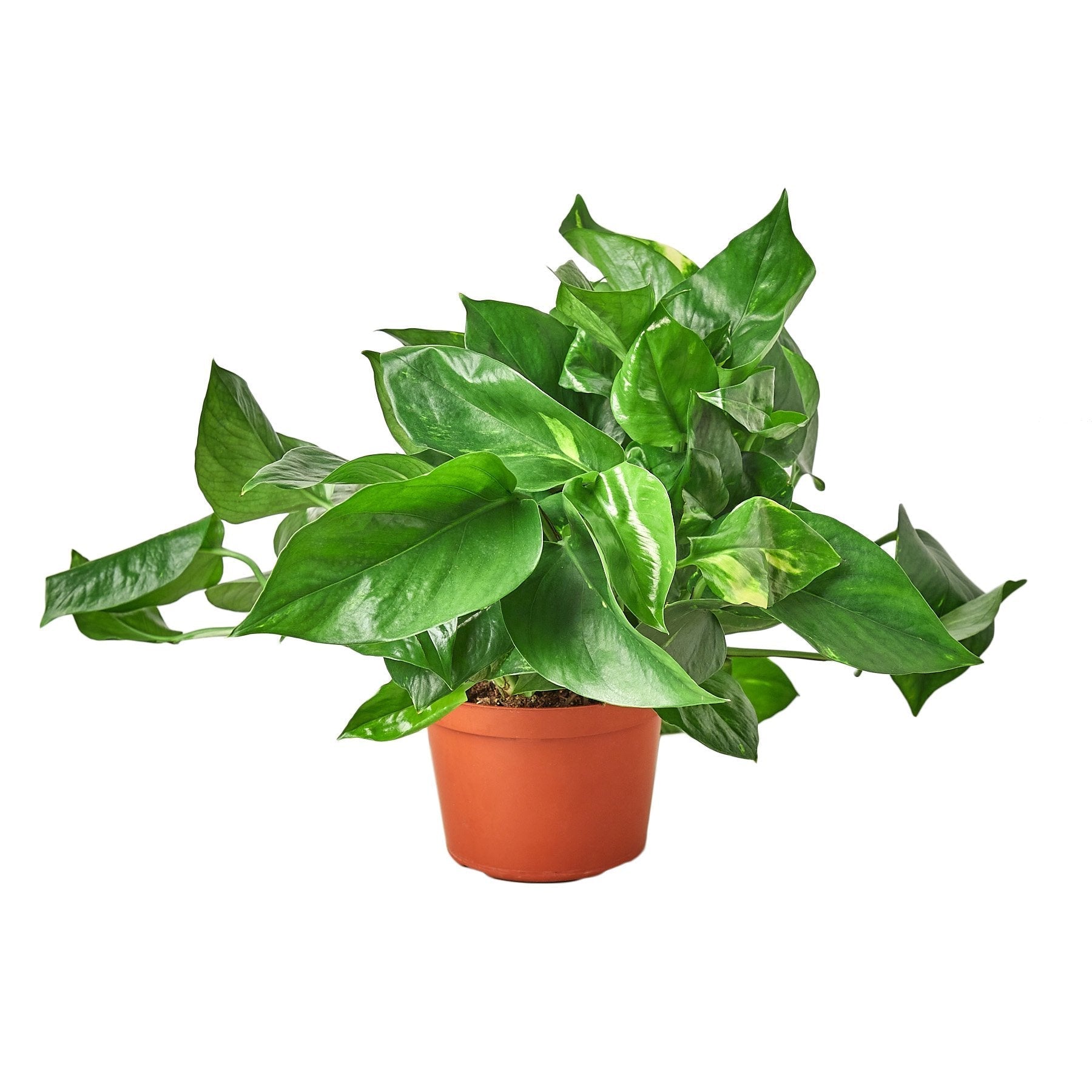 Golden Pothos 6" Pot