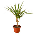 Dracaena Marginata Cane - 4" Pot - NURSERY POT ONLY