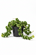 Hoya Rope Plant - 6" Pot - NURSERY POT ONLY
