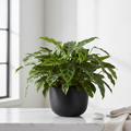 Cylinder Pot - 4 and 6 Inch