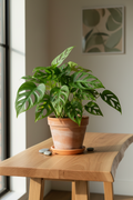 Monstera Adansonii 'Swiss Cheese' - 4" Pot - NURSERY POT ONLY
